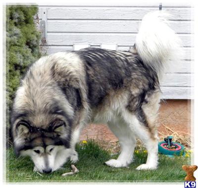 Dogs - Alaskan Malamute